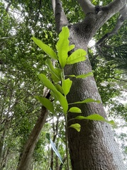 Planchonella costata