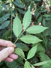 Atherosperma moschatum