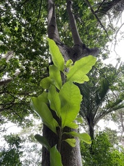 Planchonella costata