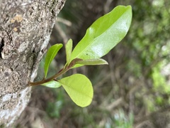 Planchonella costata