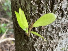 Planchonella costata