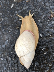 Megalobulimus