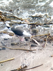 Cebidichthys violaceus