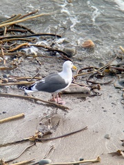 Cebidichthys violaceus