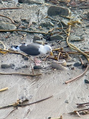 Cebidichthys violaceus