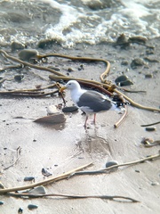 Cebidichthys violaceus