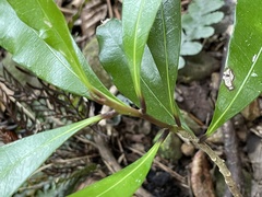 Planchonella costata