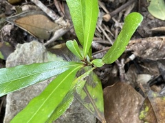 Planchonella costata