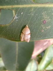 Coelostathma discopunctana