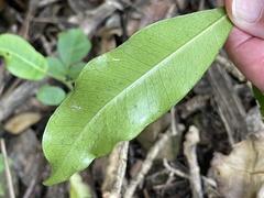 Planchonella costata