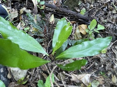 Planchonella costata