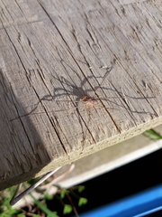Phalangium opilio