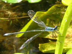 Lestes vigilax