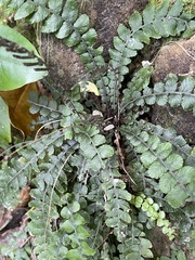 Blechnum membranaceum