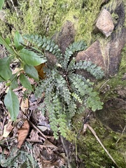 Blechnum membranaceum