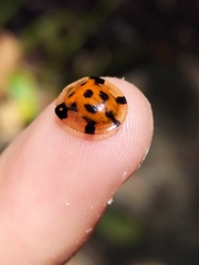 Aspidimorpha punctum