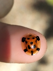 Aspidimorpha punctum