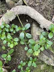 Peperomia urvilleana