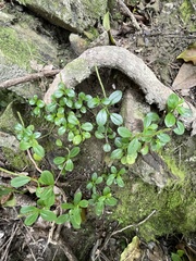 Peperomia urvilleana