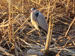 Ardea cinerea