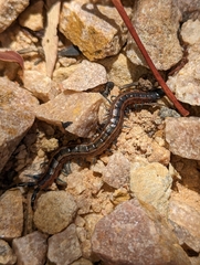 Scolopendra laeta