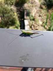 Conocephalus semivittatus