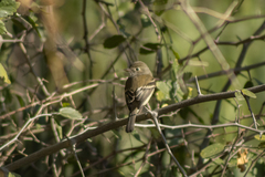 Empidonax minimus