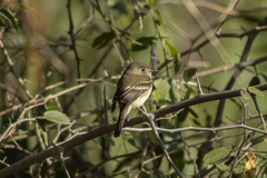 Empidonax minimus