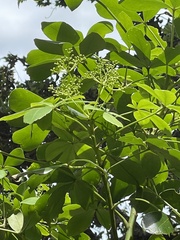 Pseudopanax lessonii