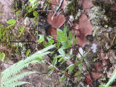 Pittosporum cornifolium