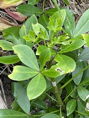 Pseudopanax lessonii