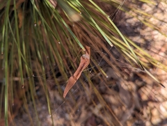 Zygiellinae