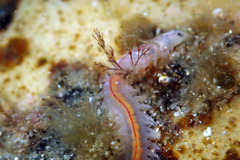 Phyllodocida