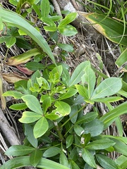 Pseudopanax lessonii