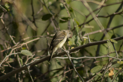 Empidonax minimus