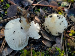 Hygrophorus