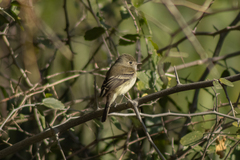Empidonax minimus
