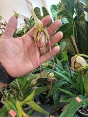 Phragmipedium longifolium