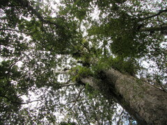 Pittosporum cornifolium