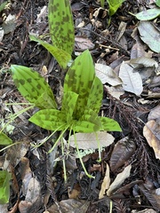 Scoliopus bigelovii