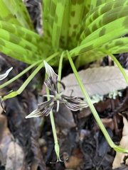 Scoliopus bigelovii