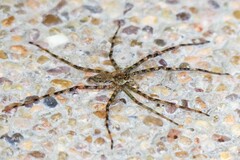 Pandercetes