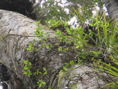 Pittosporum cornifolium