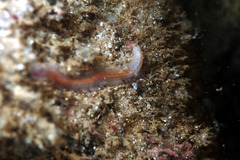 Phyllodocida