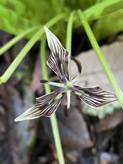 Scoliopus bigelovii