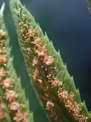 Polystichum imbricans