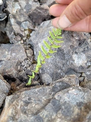 Pellaea calidirupium