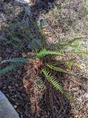 Polystichum imbricans