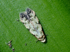 Endophthora pallacopis