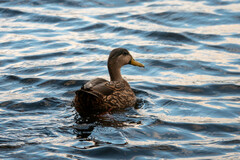 Anas platyrhynchos × fulvigula